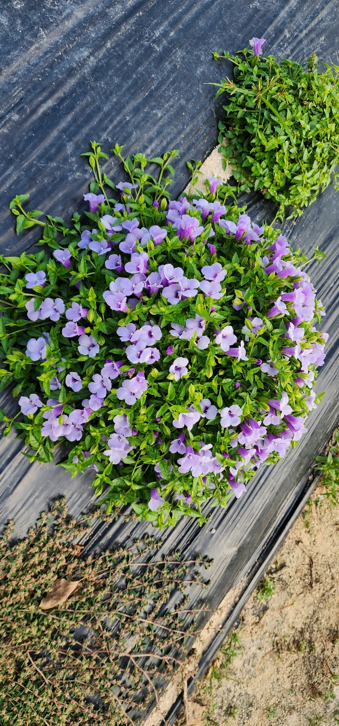 Torenia fournieri 'URI2022-43'